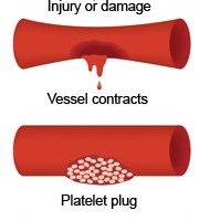 The clotting process / فرآیند لخته شدن خون